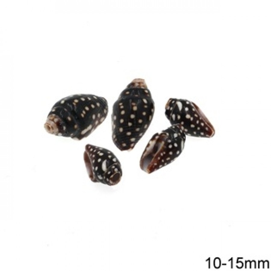 Κοχύλι φυσικό δίχρωμο μικρό 10-15mm μαύρο-άσπρο τιμή ανα τεμάχιο